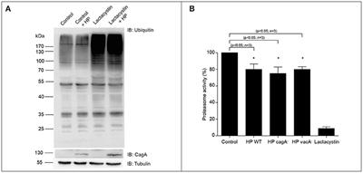 KCTD5 and Ubiquitin Proteasome Signaling Are Required for Helicobacter pylori Adherence